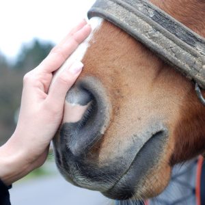 Tests ADN pour Chevaux